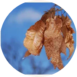 نفحات خضراء
