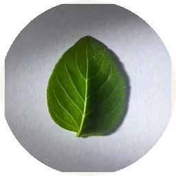 الريحان