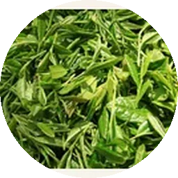 الشاي