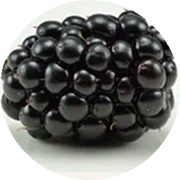التوت الأسود