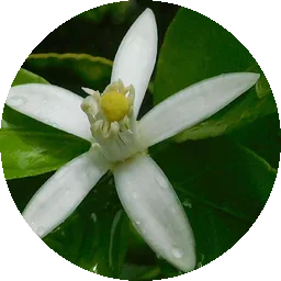 زهر الليمون