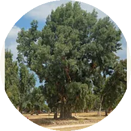 الأوكالبتوس