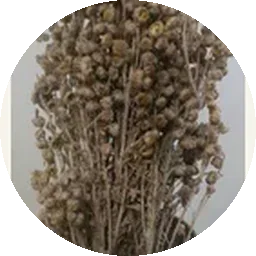 الدافانا