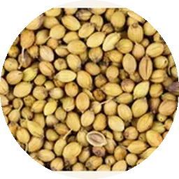 الكزبرة