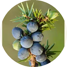 العرعر