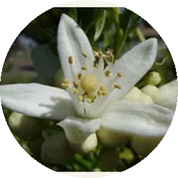 زهر البرتقال التونسي