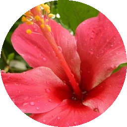 نفحات زهرية غريبة